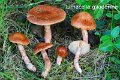Limacella glioderma-amf1248